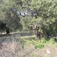 Земельный участок в Греции, Центральная Македония, Центр