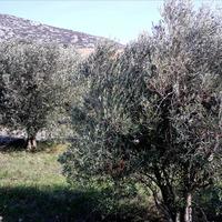 Земельный участок в Греции, Центральная Македония, Хал