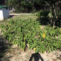 Other in Greece, Central Macedonia, Khal, 70 sq.m.