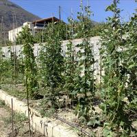 Другое в Греции, Пелопоннес, Kori, 99 кв.м.