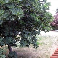 Другое в Греции, Центральная Македония, Хал, 163 кв.м.