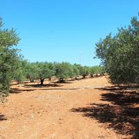 Land plot in Greece, Crete, Irakleion