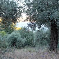Land plot in Greece, Central Macedonia, Center