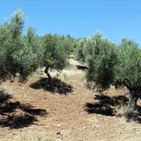 Land plot in Greece, Central Macedonia, Center