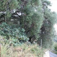 Other in Greece, Ionian Islands, 80 sq.m.