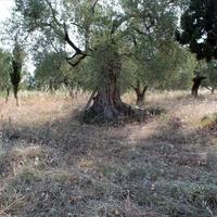 Земельный участок в Греции, Центральная Македония, Центр