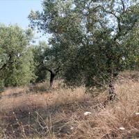 Земельный участок в Греции, Центральная Македония, Центр