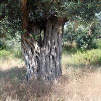 Land plot in Greece, Central Macedonia, Center