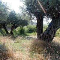 Land plot in Greece, Central Macedonia, Center