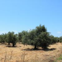 Земельный участок в Греции, Пелопоннес