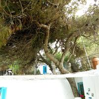 Land plot in Greece, Attica, Athens, 2000 sq.m.