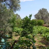Land plot in Greece, 800 sq.m.