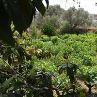 Land plot in Greece, 800 sq.m.