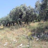 Land plot in Greece, Kavala