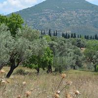 Land plot in Greece, 22000 sq.m.