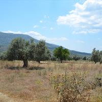 Land plot in Greece, 22000 sq.m.