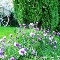 Villa in Italy, San Remo, 240 sq.m.