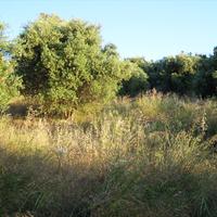 Земельный участок в Греции, Крит, 6078 кв.м.