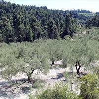 Land plot in Greece, Central Macedonia, Center, 13000 sq.m.