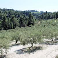 Land plot in Greece, Central Macedonia, Center, 13000 sq.m.