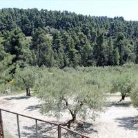 Land plot in Greece, Central Macedonia, Center, 13000 sq.m.