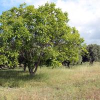 Land plot in Greece, Central Macedonia, Center, 2700 sq.m.