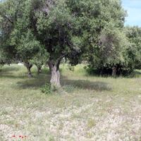 Land plot in Greece, Central Macedonia, Center, 2900 sq.m.