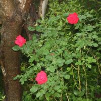 Villa in Greece, Ionian Islands, 370 sq.m.