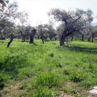 Land plot in Greece, Ostrova