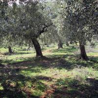 Land plot in Greece, Kavala