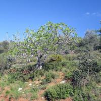 Land plot in Greece, Kavala
