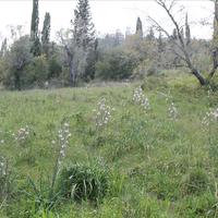 Земельный участок в Греции, Ионические острова