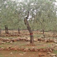 Земельный участок в Греции, Кавала