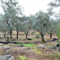 Land plot in Greece, Ionian Islands, 7500 sq.m.
