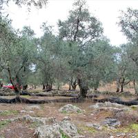 Land plot in Greece, Ionian Islands, 7500 sq.m.