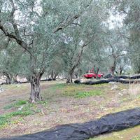 Land plot in Greece, Ionian Islands, 7500 sq.m.