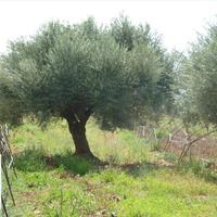 Land plot in Greece, Crete, Chania, 21600 sq.m.