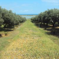 Land plot in Greece, Central Macedonia, Center