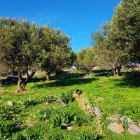 Land plot in Greece, Crete