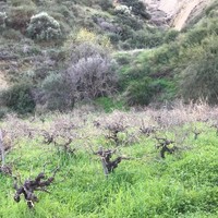 Land plot in Republic of Cyprus, Lima