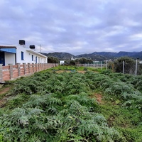 Land plot in Greece, Crete