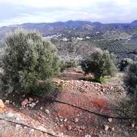 Land plot in Greece, Crete