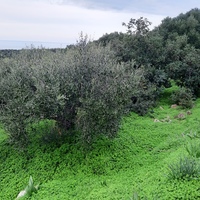 Land plot in Greece