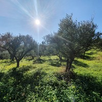 Land plot in Greece