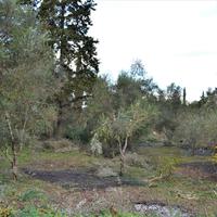 Land plot in Greece, 65 sq.m.