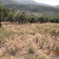 Land plot in Greece