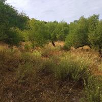 Land plot in Greece
