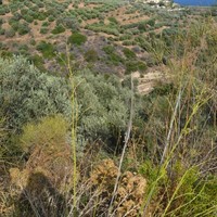Land plot in Greece