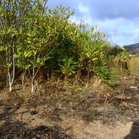 Земельный участок в Греции