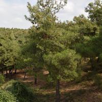 Flat in Greece, 90 sq.m.